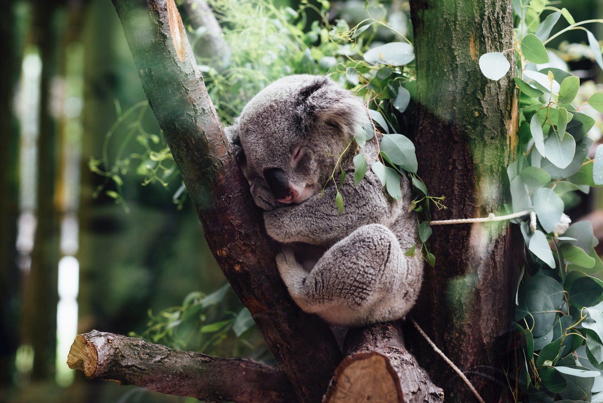 Koala sleeping on the tree