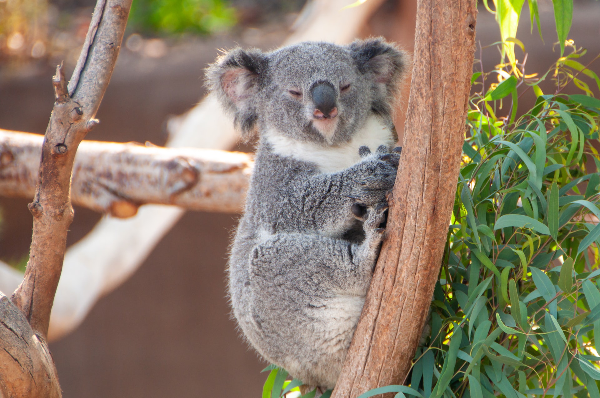 Koala on the tree