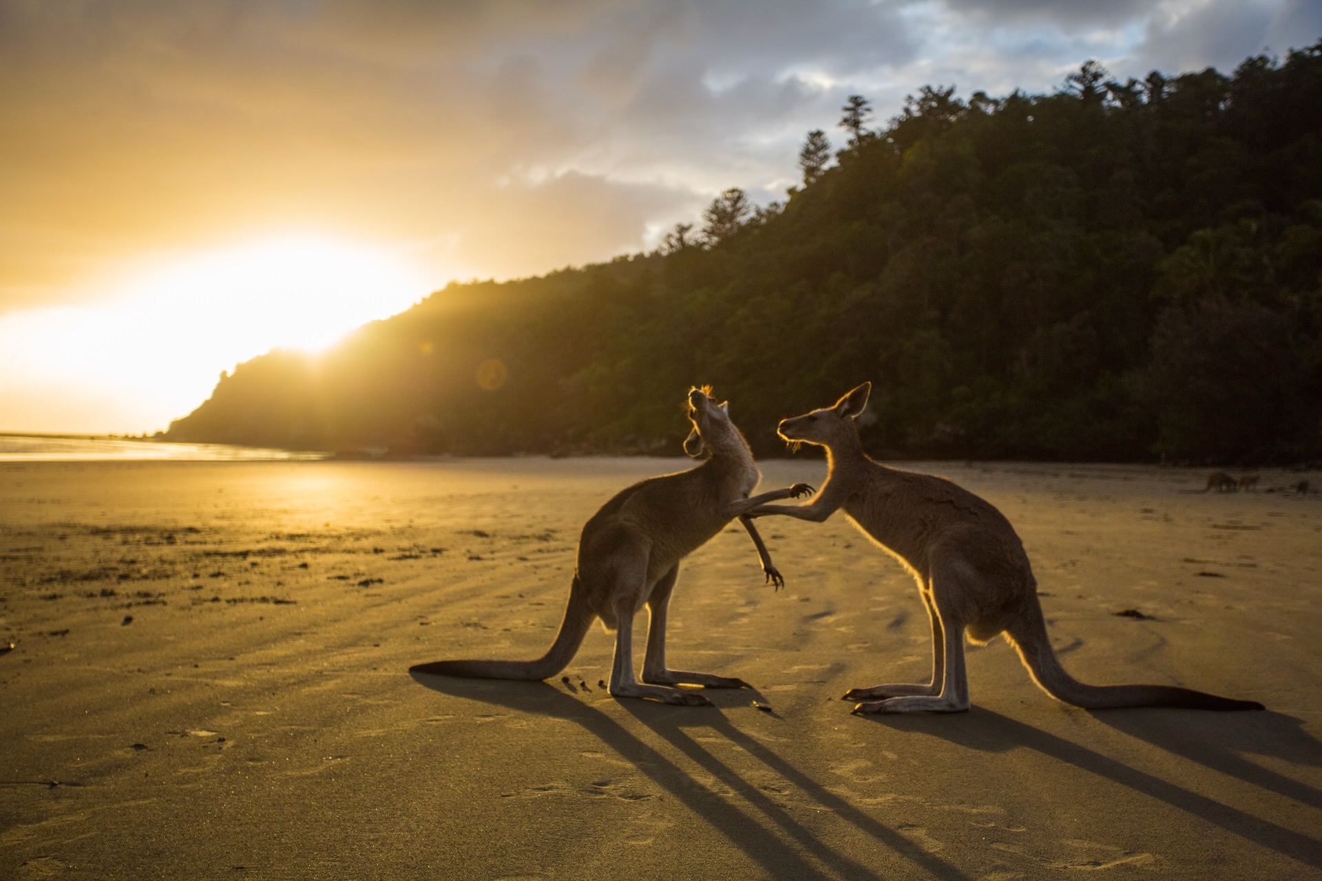 photo of kangaroos